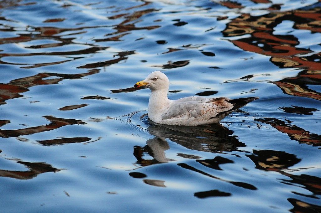 comp DSC 0432