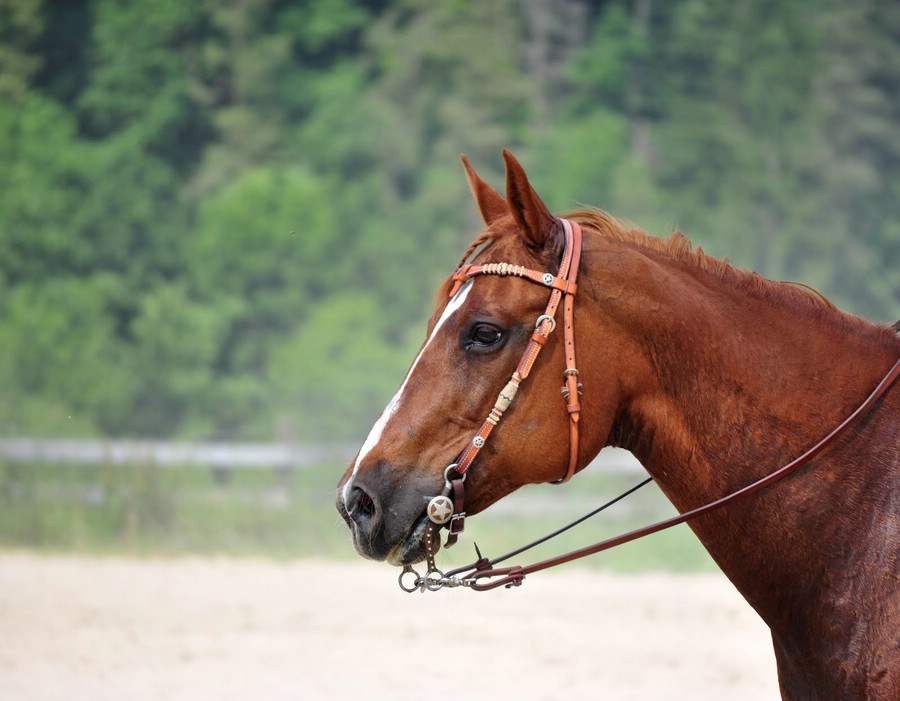 comp DSC 0536