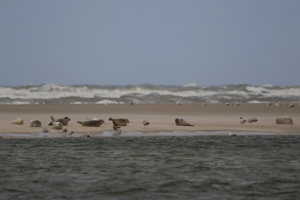 comp DSC 0589 bearbeitet
