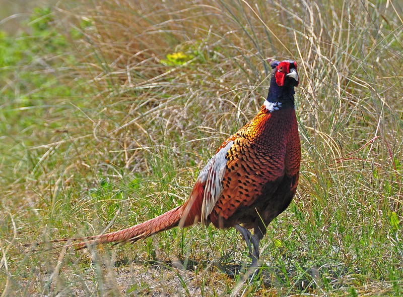 comp DSC 0670a
