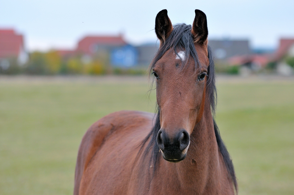 comp DSC 0674