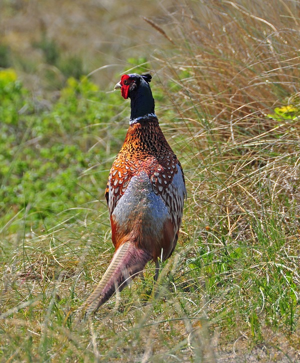 comp DSC 0674a