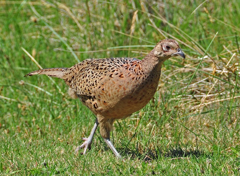 comp DSC 0705a