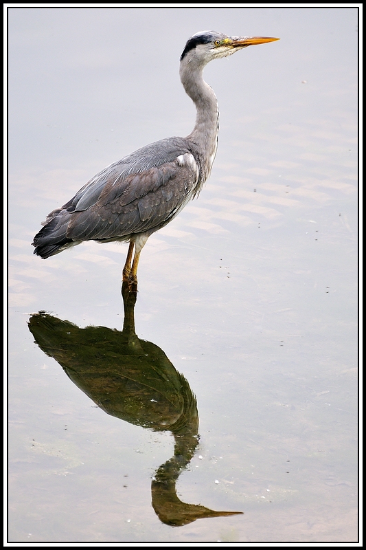 comp DSC 0755 1