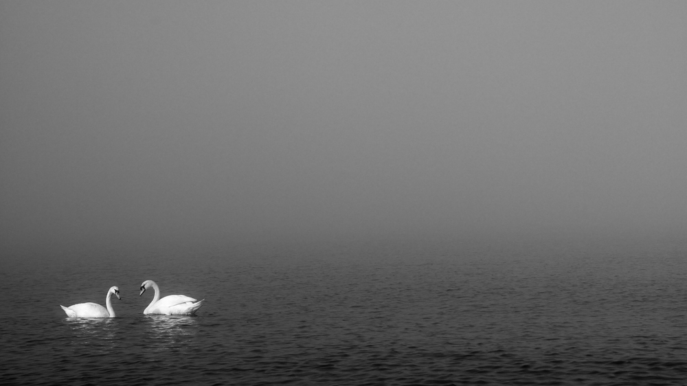 comp DSC 0791a