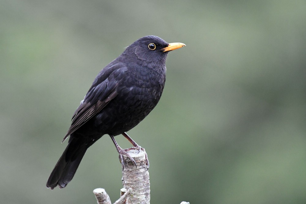 comp DSC 0870

Amsel