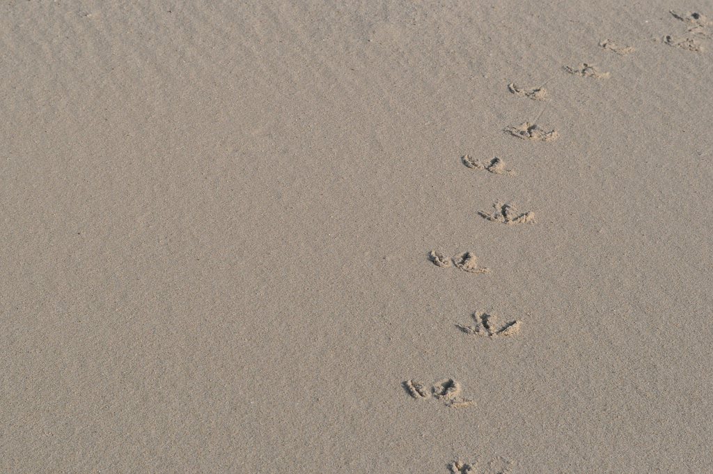 comp DSC 0906