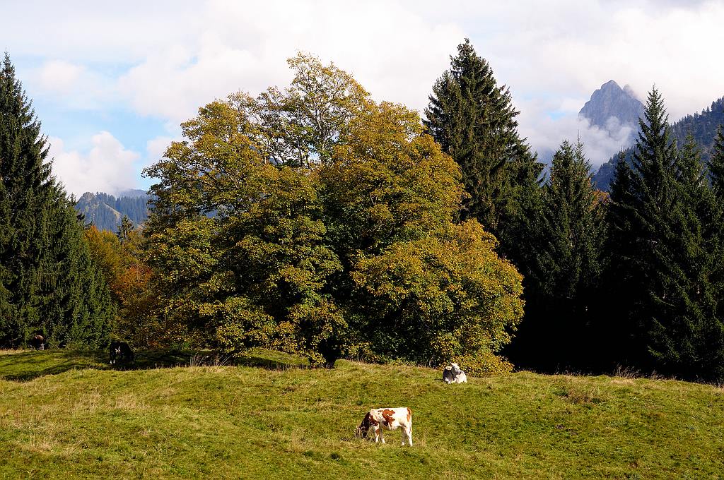 comp DSC 1085 bearbeitet

am Berggasthof Hochleite