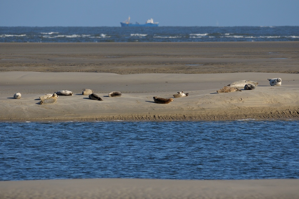 comp DSC 1200 bearbeitet