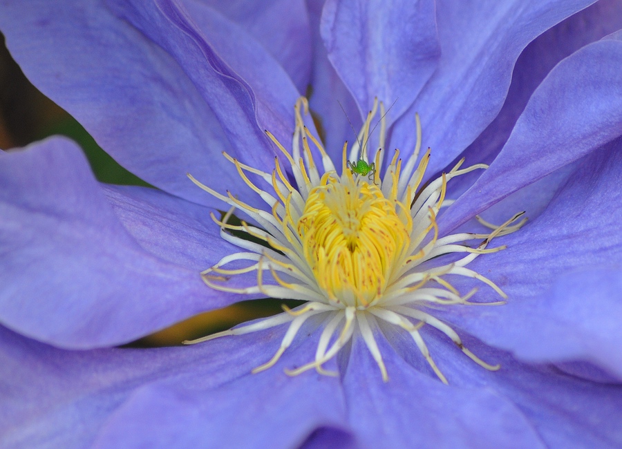 comp DSC 12561