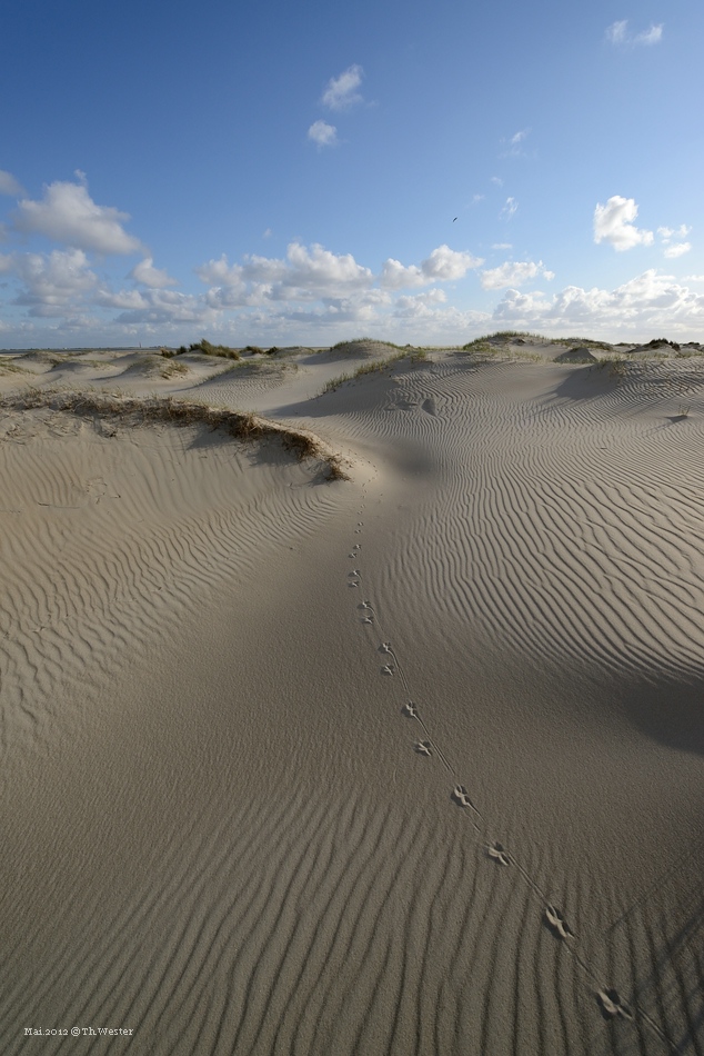 comp DSC 1276