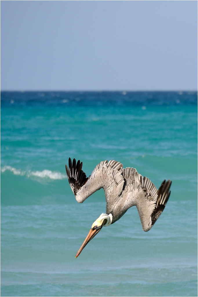 comp DSC 1284
