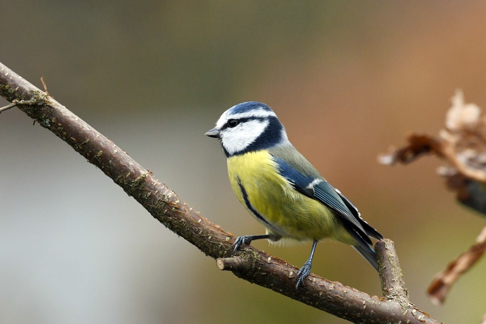 comp DSC 1762

Blaumeise