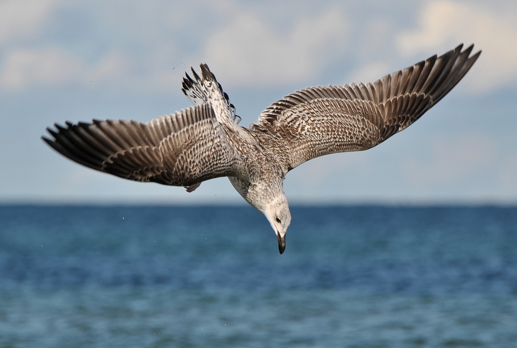 comp DSC 1820p