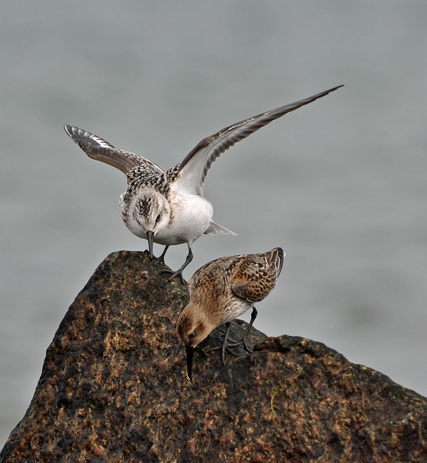 comp DSC 1986p 2