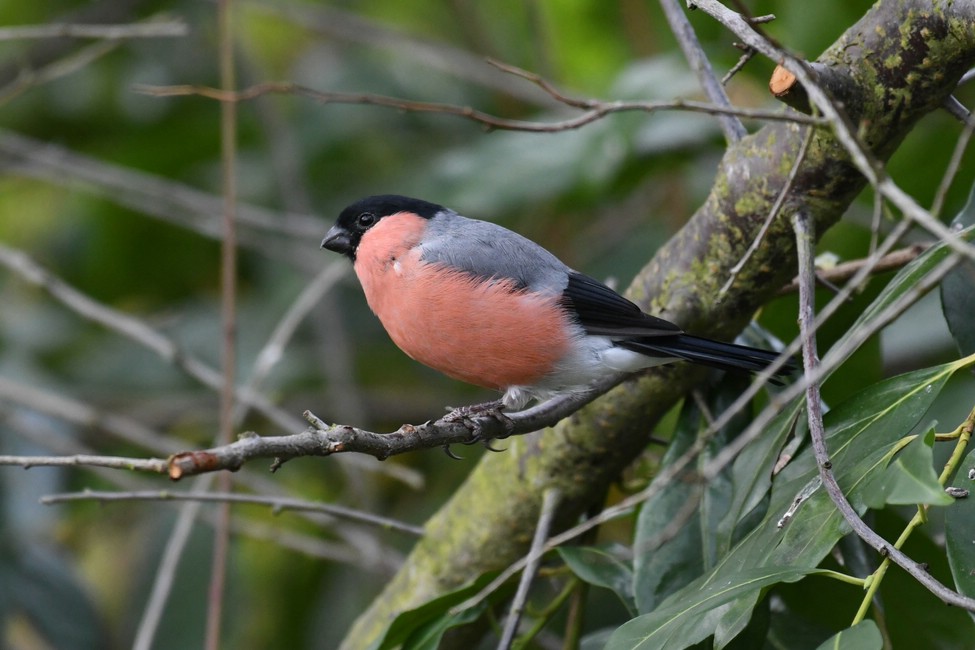 comp DSC 2062