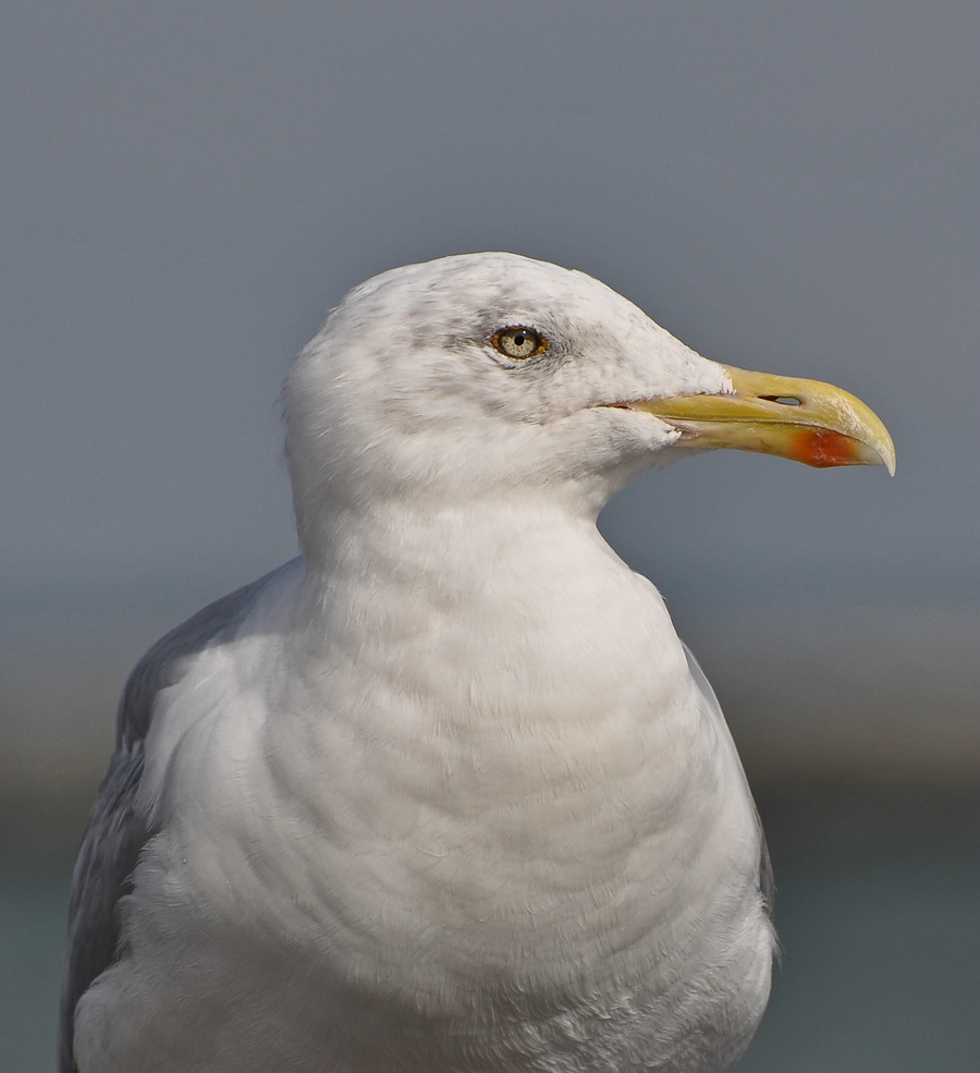 comp DSC 2137p