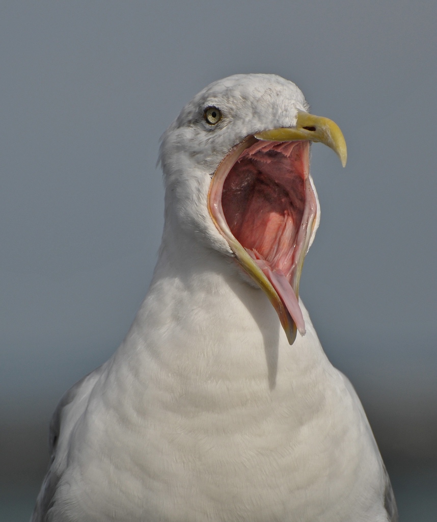 comp DSC 2140p