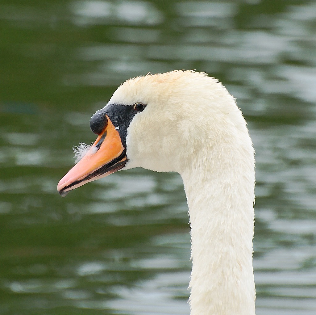 comp DSC 2153z