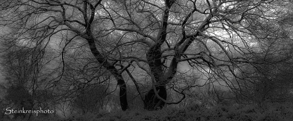 comp DSC 2216
