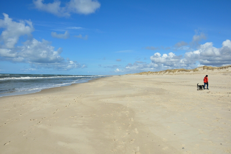 comp DSC 2218