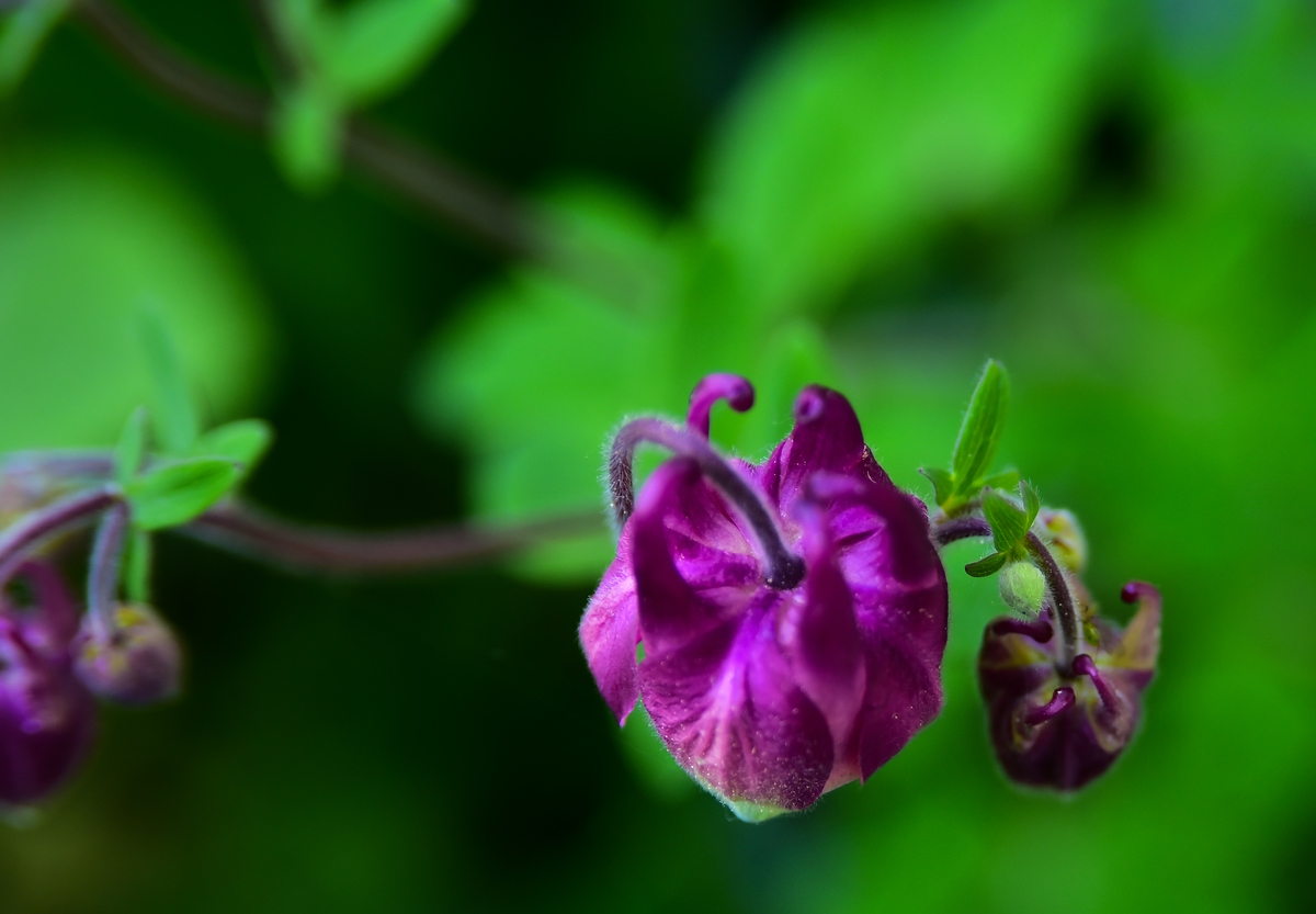 comp DSC 2228 2