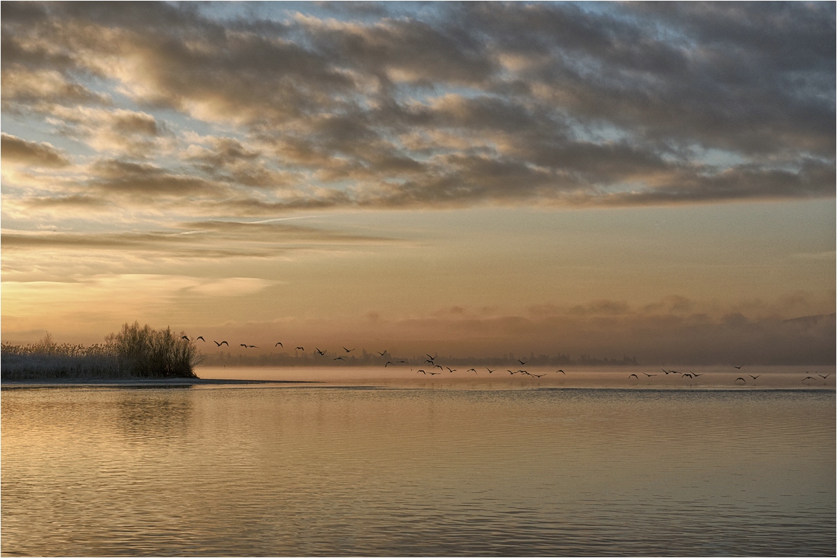 comp DSC 2239 1