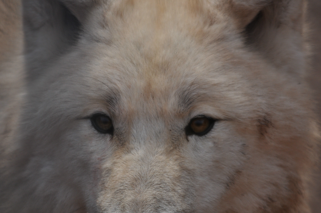 comp DSC 2275