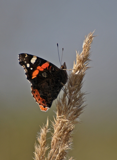 comp DSC 2313p