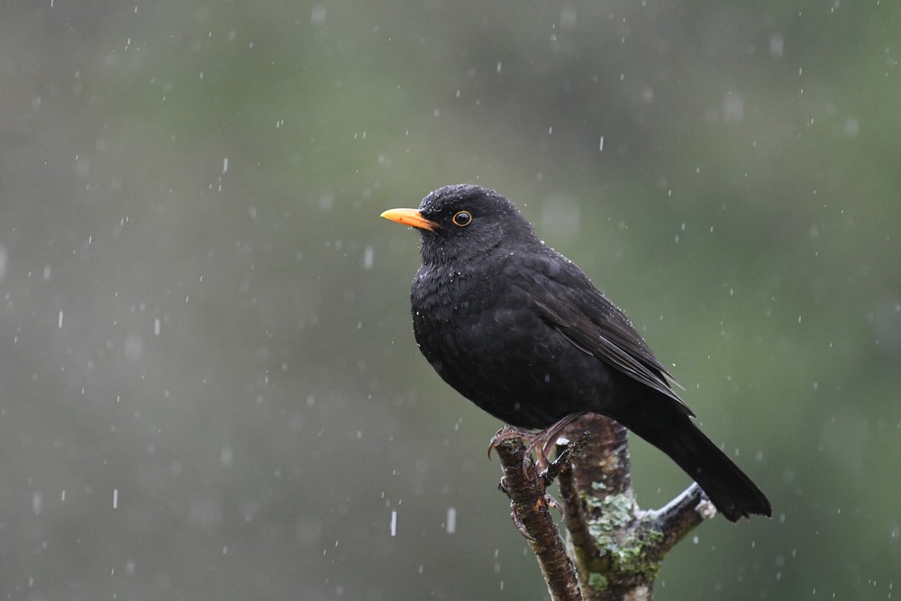 comp DSC 2444

Amsel