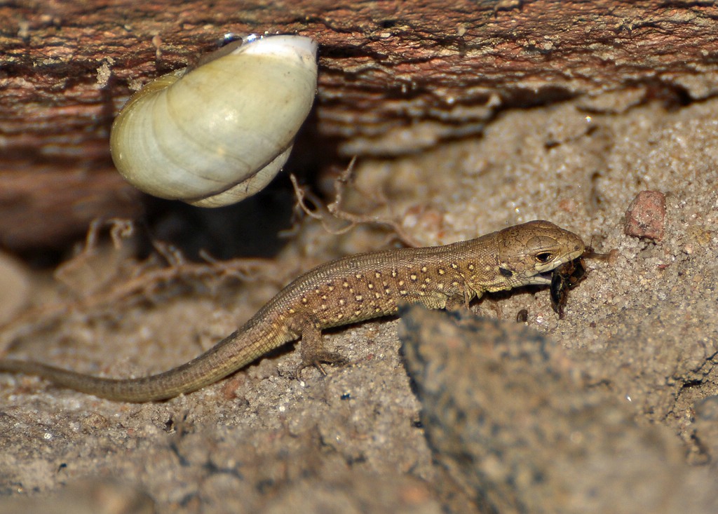 comp DSC 2513p 2