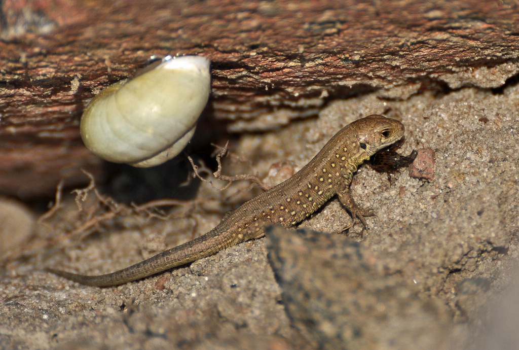 comp DSC 2517p 2