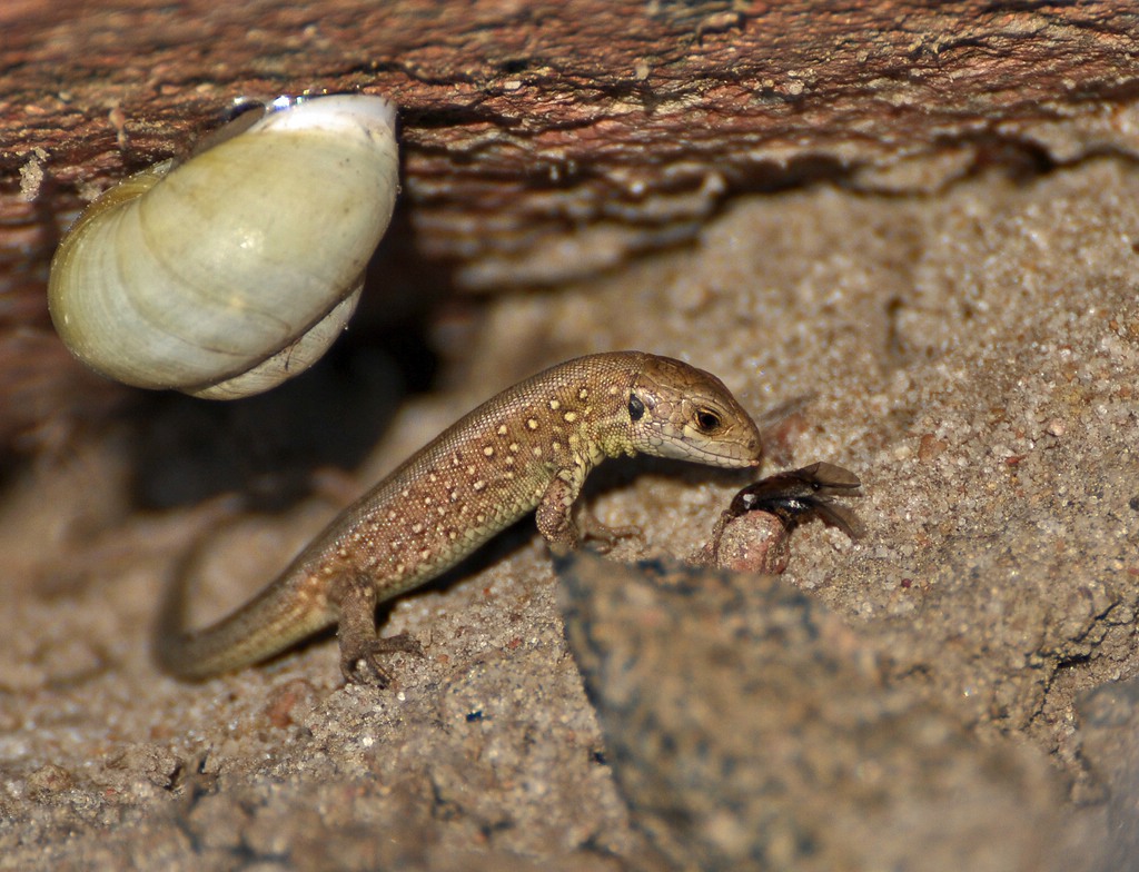 comp DSC 2521p 2