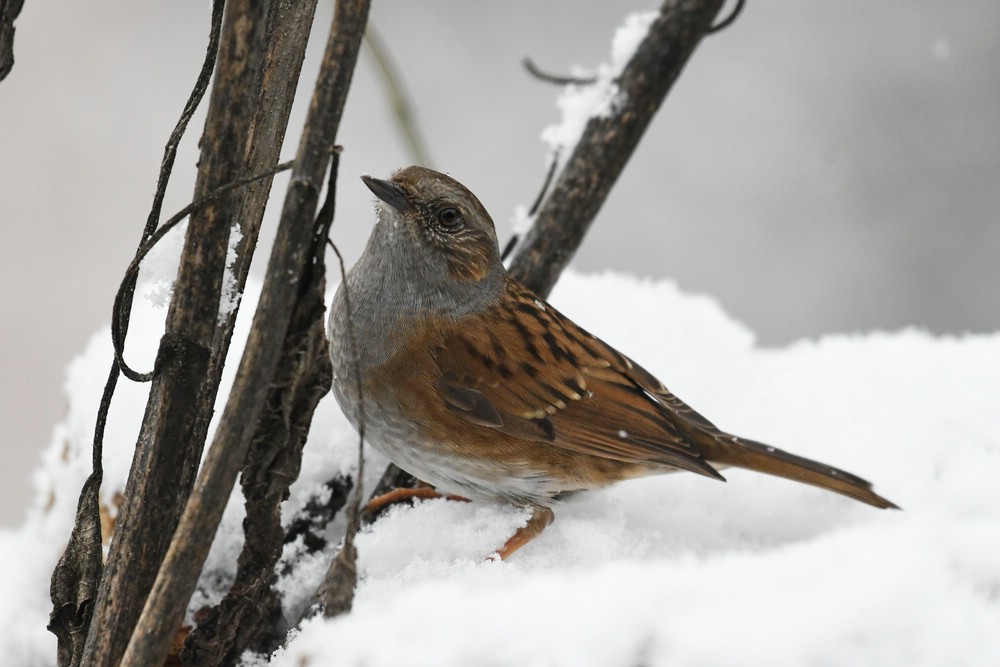 comp DSC 2528