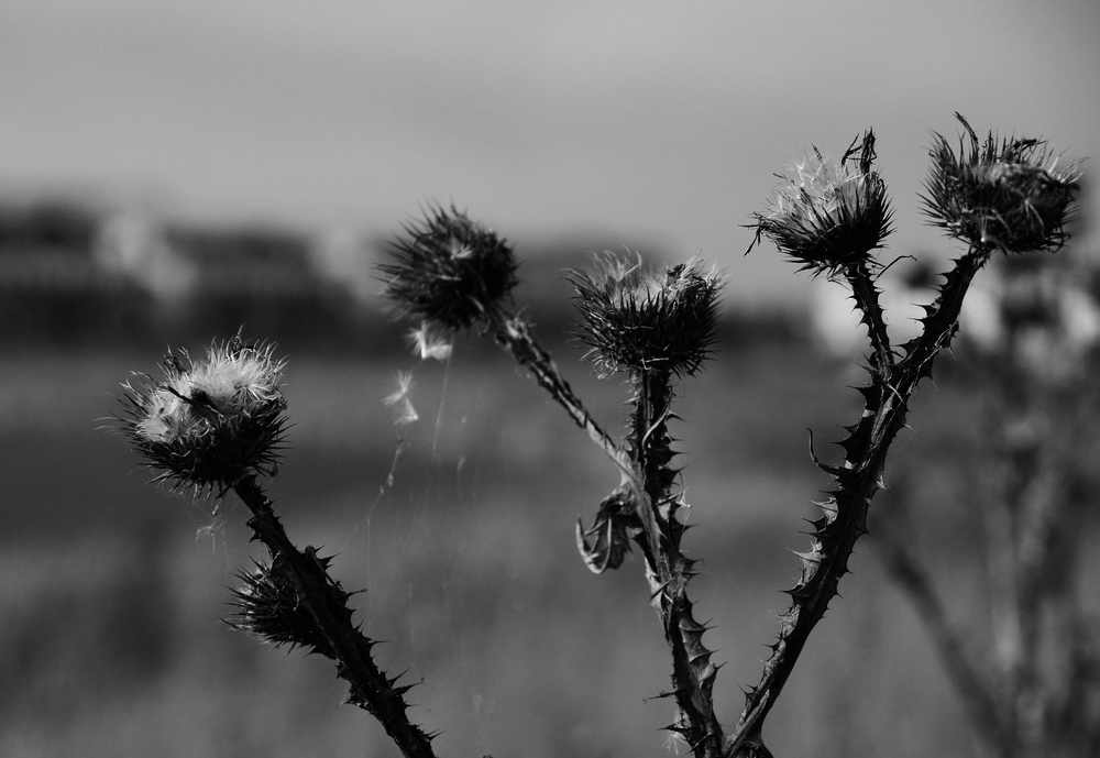 comp DSC 2566