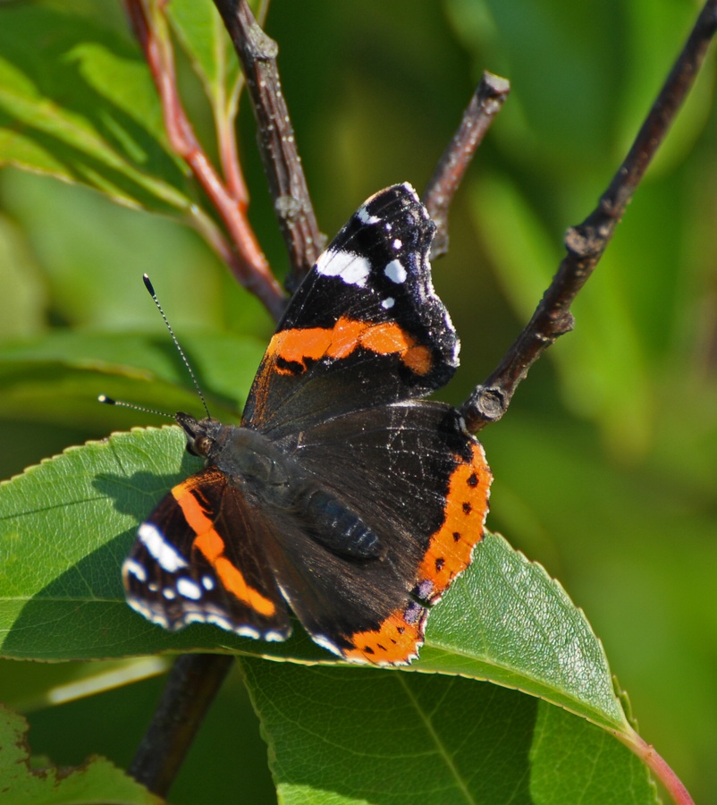 comp DSC 2647p 2