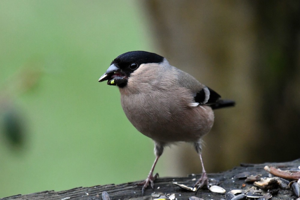 comp DSC 2693