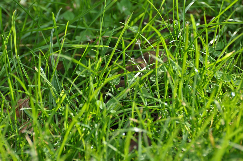comp DSC 2731p 2