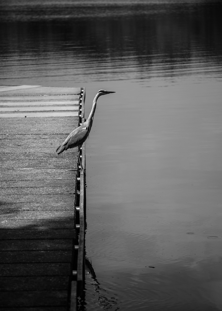 comp DSC 2751 2