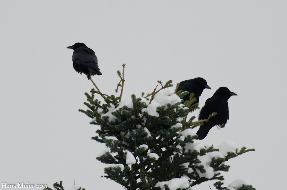 comp DSC 2845 1