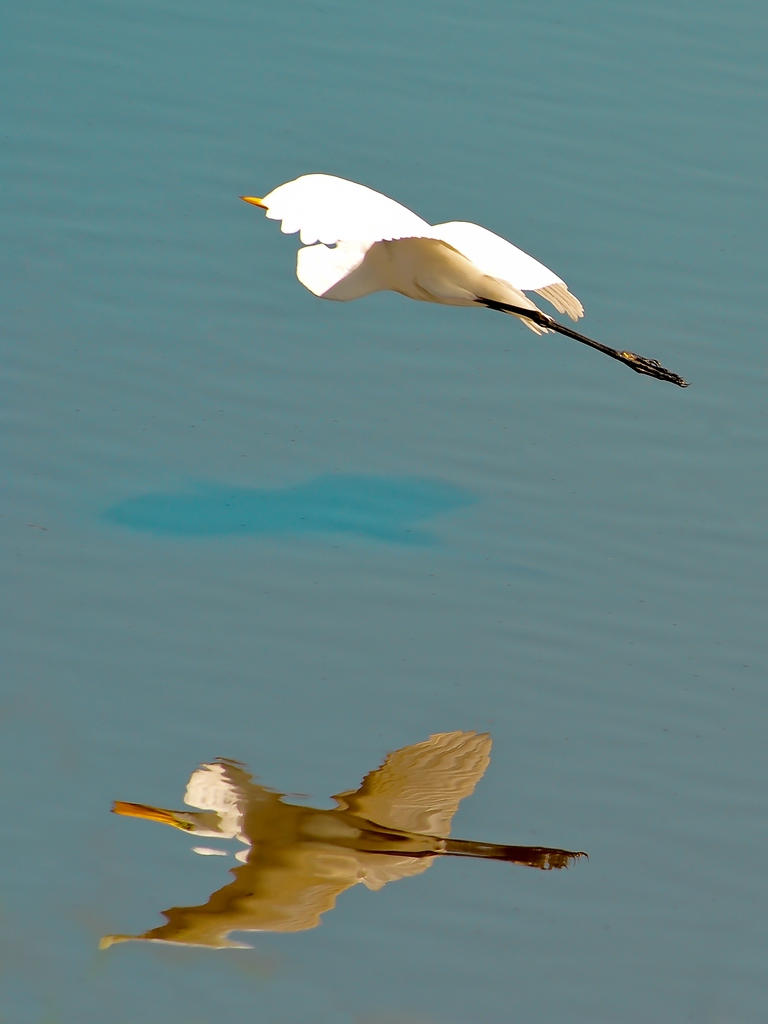 comp DSC 2929