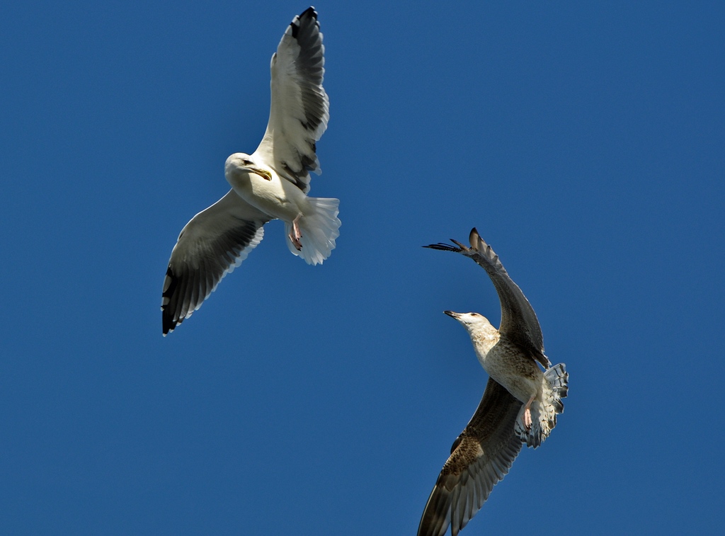 comp DSC 2935p