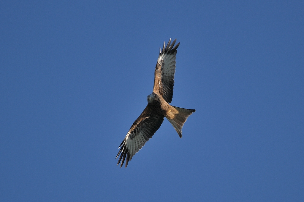 comp DSC 2972 bearbeitet