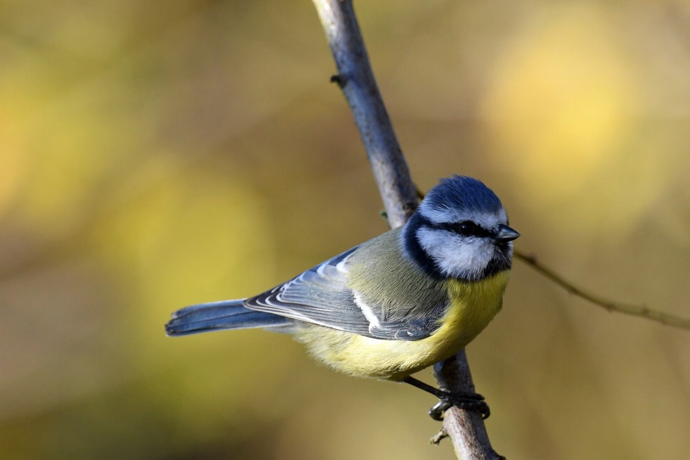 comp DSC 2980

Blaumeise