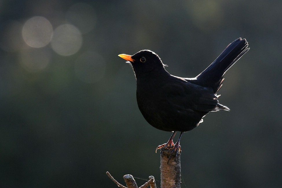 comp DSC 2992

Amsel