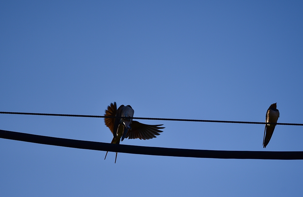 comp DSC 3007 2
