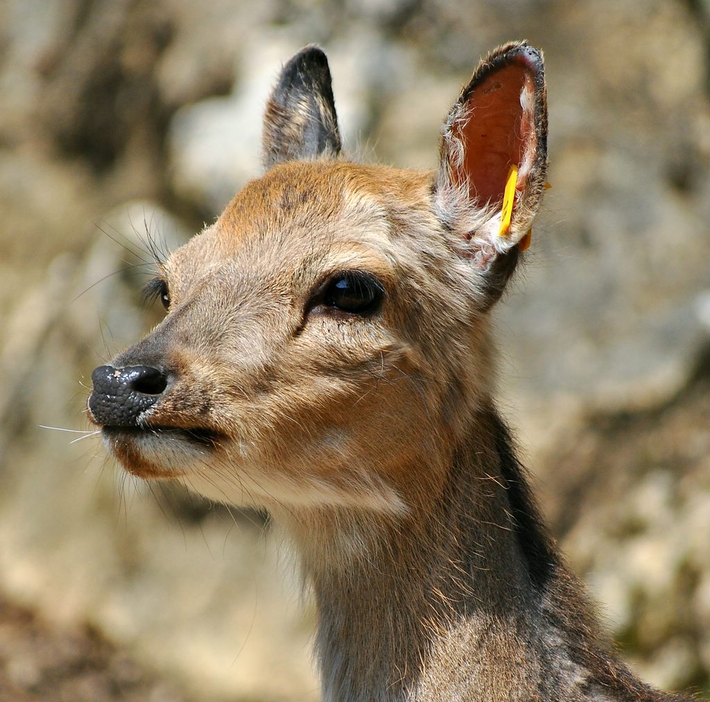 comp DSC 3257