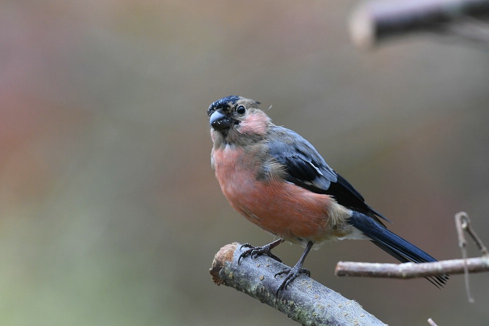 comp DSC 3303