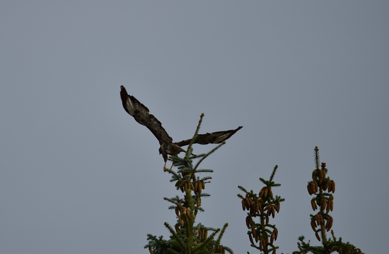 comp DSC 3362 00001