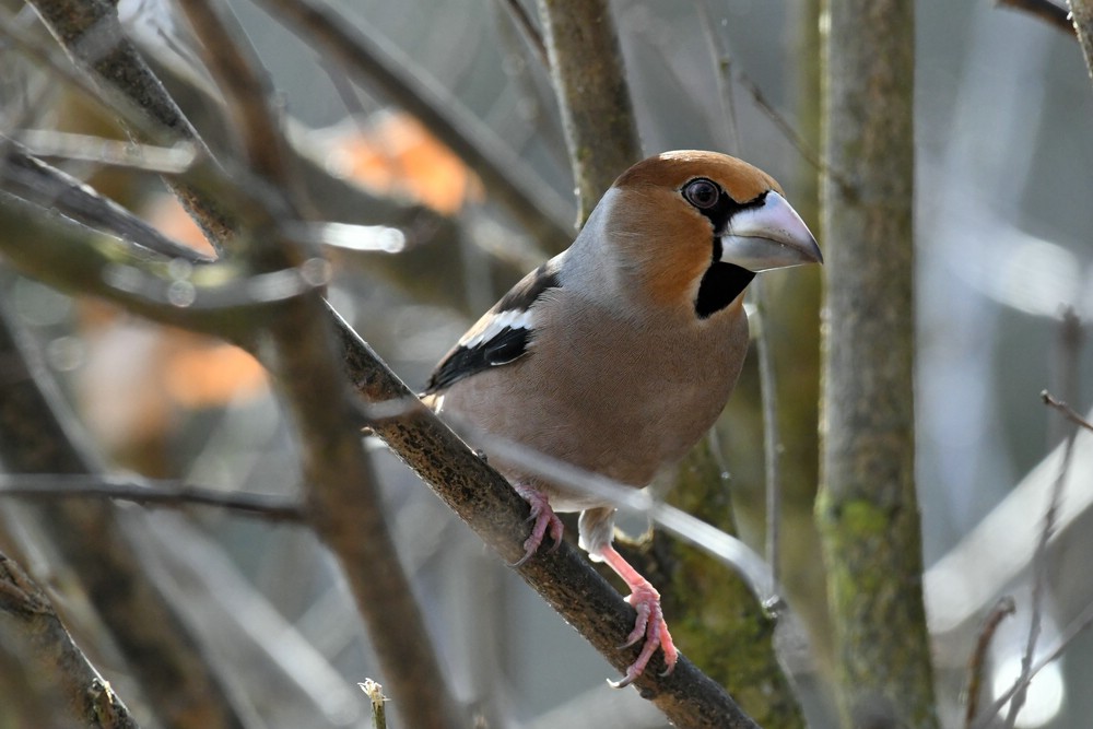 comp DSC 3418